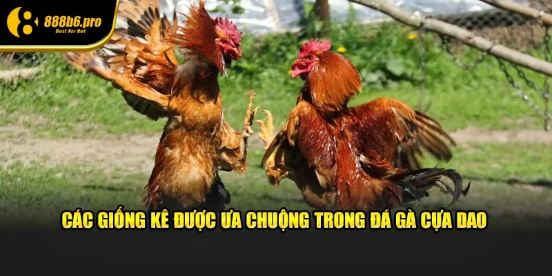 Các giống kê luôn được ưa chuộng trong đá gà cựa dao