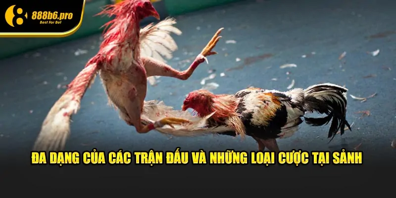 Đa dạng của các trận đấu và những loại cược tại sảnh đá gà cựa dao 888B