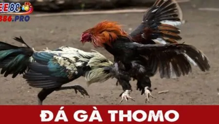 Khám Phá Đá Gà Thomo: Trải Nghiệm Đỉnh Cao Tại EE88