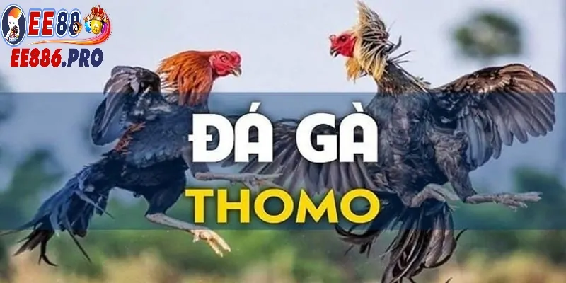 Nắm rõ các yếu tố cần thiết khi tham gia chơi chọi gà thomo.