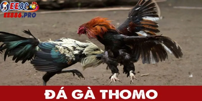 Giới thiệu chi tiết về chọi gà thomo.